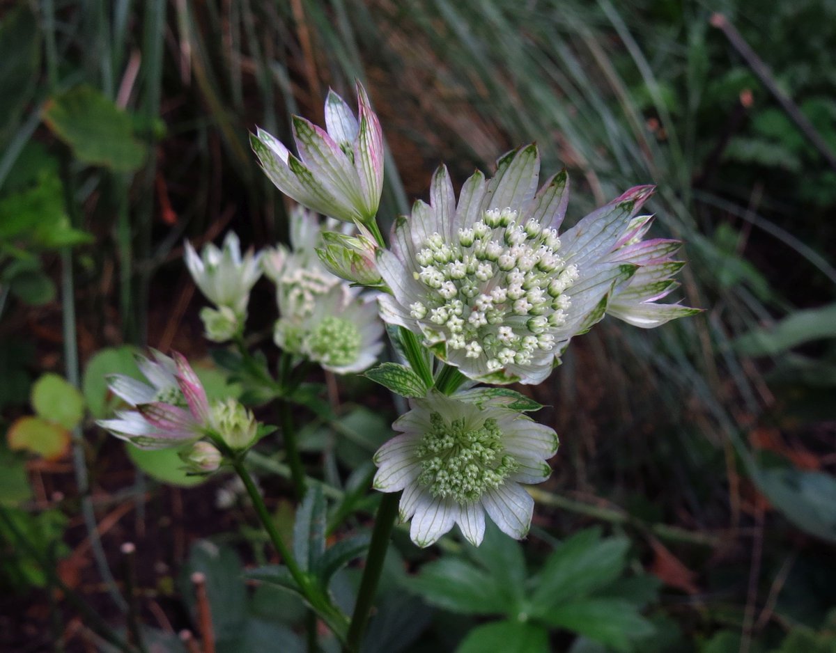 angegarrod's tweet photo. #gardenersworld A few from this week.

#flowers #autumnwatch #springwatch https://t.co/XBCHwe7Umi