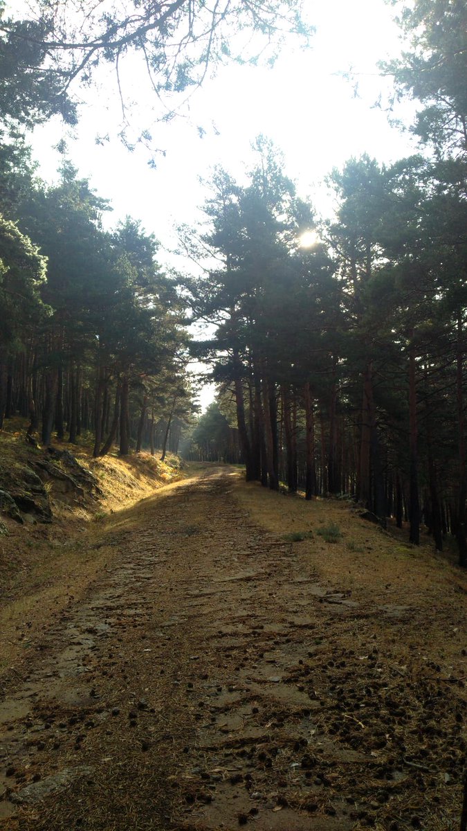 DaniElefantman's tweet photo. Camino de tierra rodeado de pinos para hacer senderismo por diversas rutas de la sierra #hacerfotos #pinar #pinos #senderismo https://t.co/NIZH4hFMYf