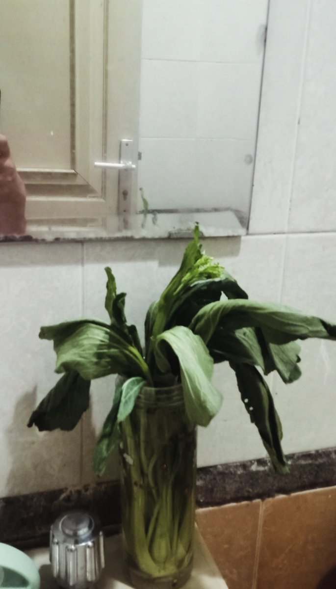 mydirtyaccc's tweet photo. orang pada simpen bunga, gue sayur aja https://t.co/RIPQnsJwh1