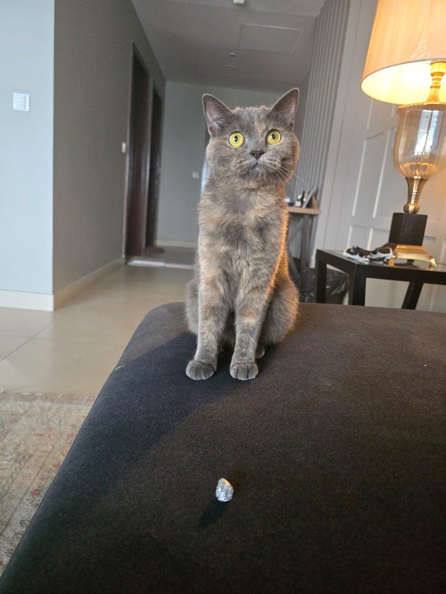 FETCHCATREAL's tweet photo. @itsthatgigi found it!!! 
@FETCHCATREAL https://t.co/TMpOgT3Ct8