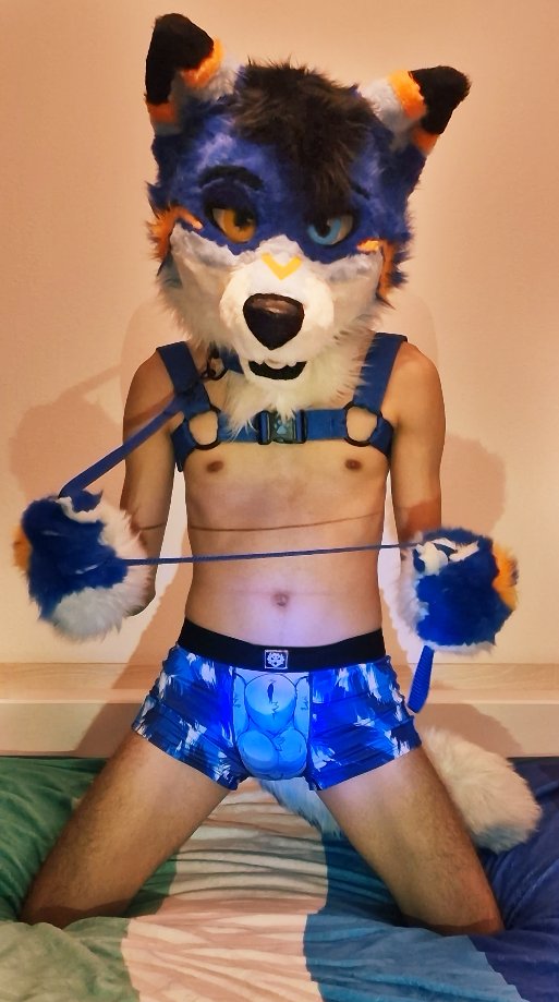 DashWolf_AD's tweet photo. Gear up ! Time to have some fun ~
#bulge #yiff #underwear #NomadComplex #systrunk #leash #gay #furry #twink #harness https://t.co/orbVza4xsE