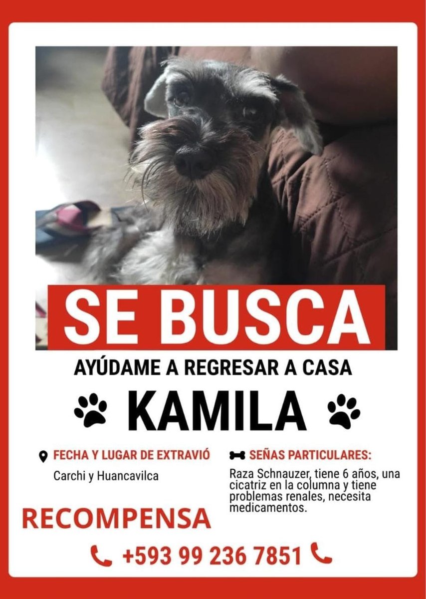 AlertaMePerdi's tweet photo. #PERDIDA #GUAYAQUIL
Nombre: #Kamila
Fecha: 2026-09-16
Sector: Centro, Urdaneta, Carchi y Huancavilca
Sexo: Hembra
Raza: schnauzer miniatura
Observación: Cicatriz en la columna
Contacto: +593 99 236 7851
¡Ayúdalo a volver con su familia!
 #AlertaMePerdí https://t.co/9JijtzoXvM