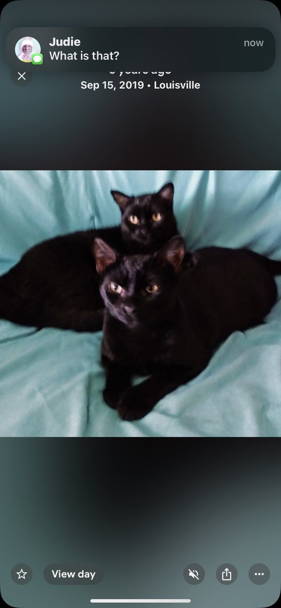 KarmsFarm's tweet photo. @alleycatallies Look like our babies !!! Louisville Ky https://t.co/vX45aMDSdS
