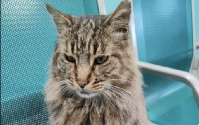 Lykten_no's tweet photo. NIgeriansk migrant i Italia sparket i hjel den lokale og kjærlige katten Cesare ved jernbanestasjon i Lazio. 

Burde nigerianeren få igjen med samme mynt?

#Remigrasjon https://t.co/o6FdR4oYCz