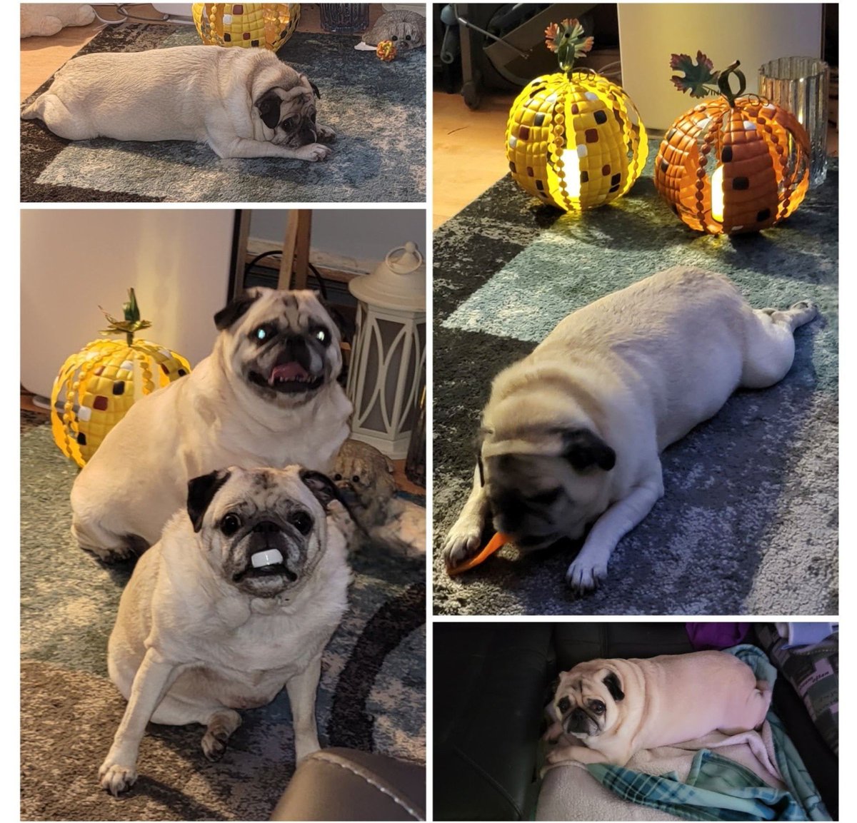SarahPug12's tweet photo. Random phone collage ๐ Happy Friday afternoon friends ๐ค #Stella #BabyGirl #Orange #BoyBoy #Siblings https://t.co/1EZEbCYkAX