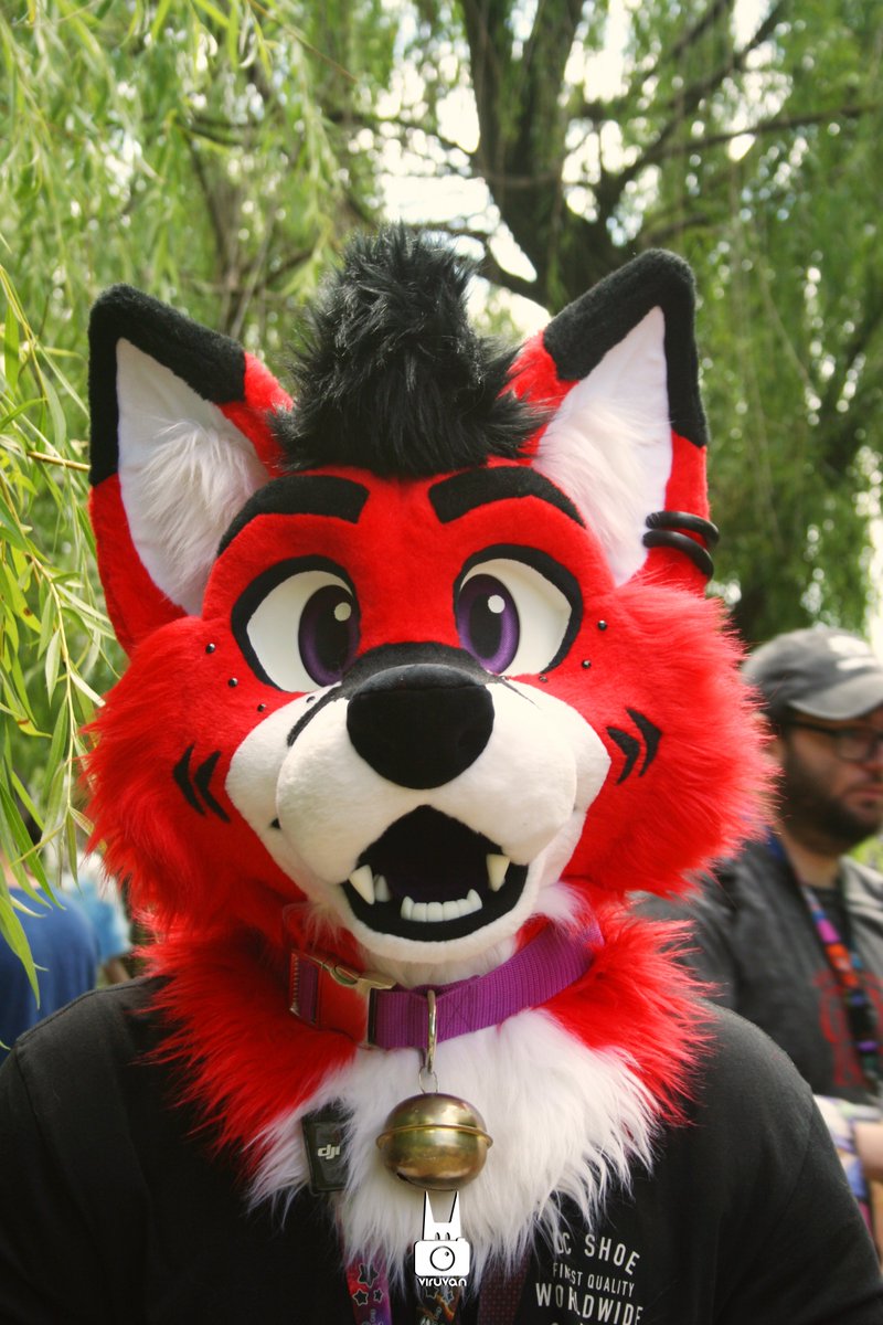 viruvan_'s tweet photo. red wolf in the area

🔴: @donco04

#fursuit #furry #photography #fursuitseveryday https://t.co/gOkCcEZOQT
