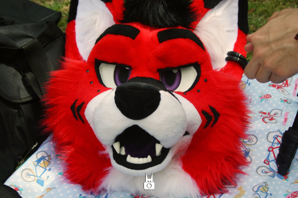 viruvan_'s tweet photo. red wolf in the area

🔴: @donco04

#fursuit #furry #photography #fursuitseveryday https://t.co/gOkCcEZOQT