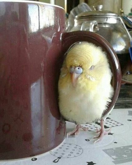 birdscolour56's tweet photo. Look where they're sleeping 💤 https://t.co/Wf7KCcdRzG