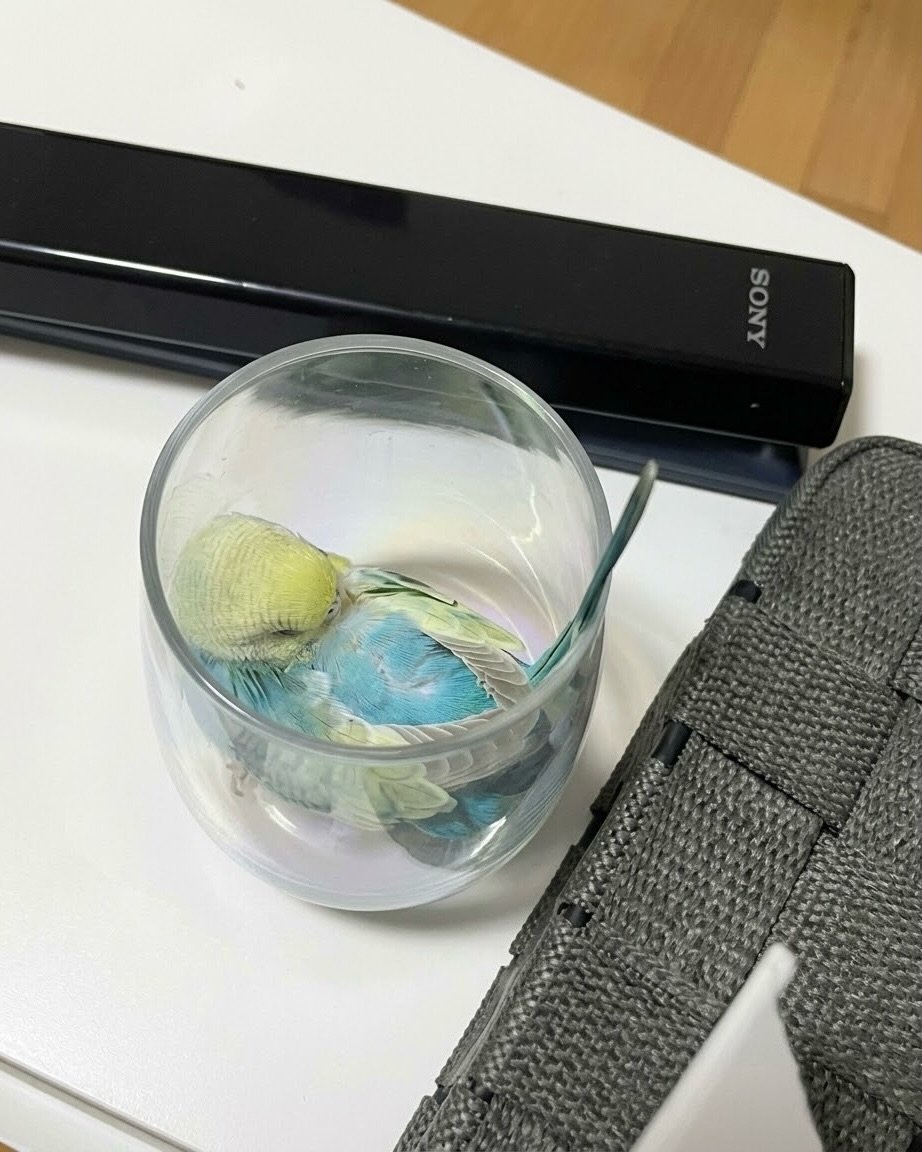 birdscolour56's tweet photo. Look where they're sleeping 💤 https://t.co/Wf7KCcdRzG