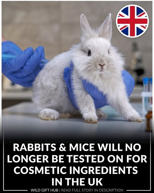 tiger26931's tweet photo. The UK government has reinstated its ban on issuing new licences for animal testing of chemicals used only as cosmetic ingredients.
Animal protection groups welcomed the decision
They said rabbits, mice, guinea pigs, and other animals should not suffer for beauty products https://t.co/6DhCkyD7i6