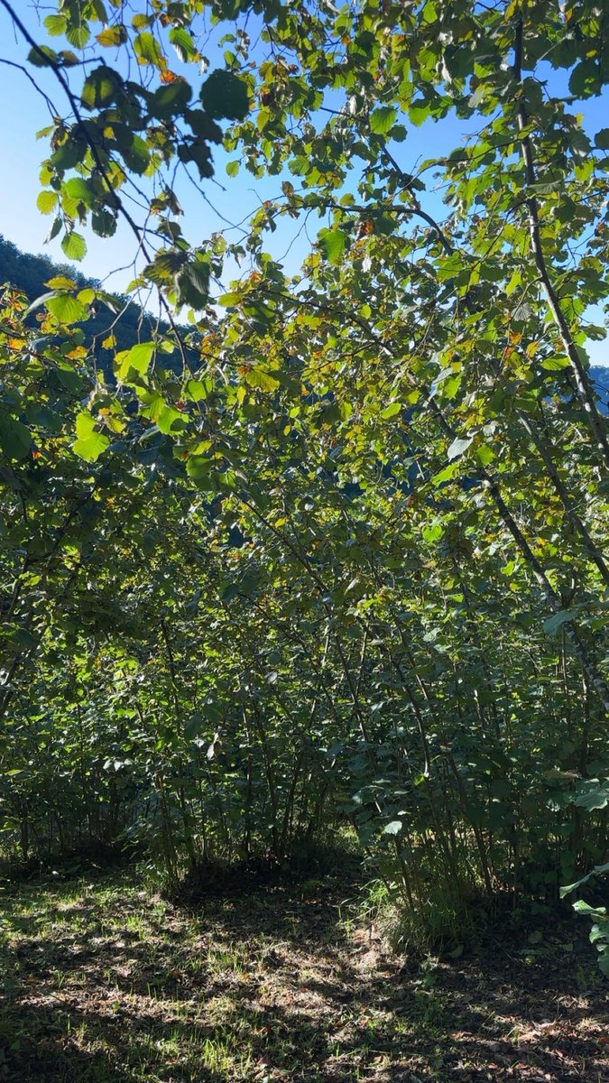 seymabasskan's tweet photo. Giyildi arkadaşlar o gün geldiiiii hdhdhdhd https://t.co/evkEQQ9wQo