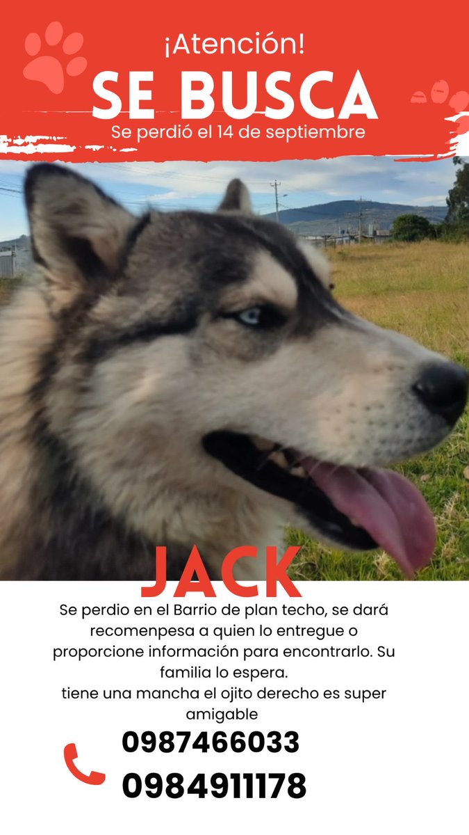 AlertaMePerdi's tweet photo. #PERDIDO #QUITO
Nombre: #JACK
Fecha: 2026-09-14
Sector: Norte, Vía a NoNo - rancho alto ( plan techo )
Sexo: Macho
Raza: Husky
Observación: Mancha en el ojo derecho de color café
Contacto: 0987466033
¡Ayúdalo a volver con su familia!
#AlertaMePerdí https://t.co/5mikCbLMfG