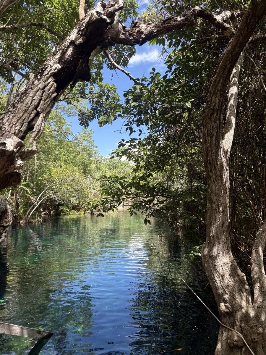 TwittPlaya's tweet photo. 💦🌿 Un cenote escondido… ¡y muy cerca del centro de Tulum! 🌴✨
A veces no hace falta irse lejos para descubrir esos rinconcitos que parecen sacados de una postal. 😍
Muy cerca del centro de Tulum se encuentra este pequeño paraíso 😉💚
#Tulum #Cenote https://t.co/ASXk1BefZC