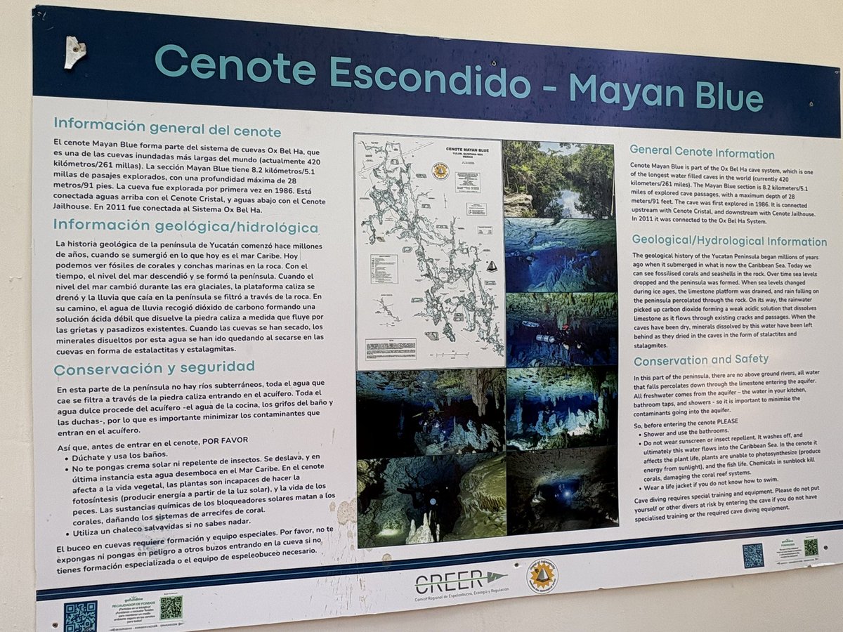 TwittPlaya's tweet photo. 💦🌿 Un cenote escondido… ¡y muy cerca del centro de Tulum! 🌴✨
A veces no hace falta irse lejos para descubrir esos rinconcitos que parecen sacados de una postal. 😍
Muy cerca del centro de Tulum se encuentra este pequeño paraíso 😉💚
#Tulum #Cenote https://t.co/ASXk1BefZC
