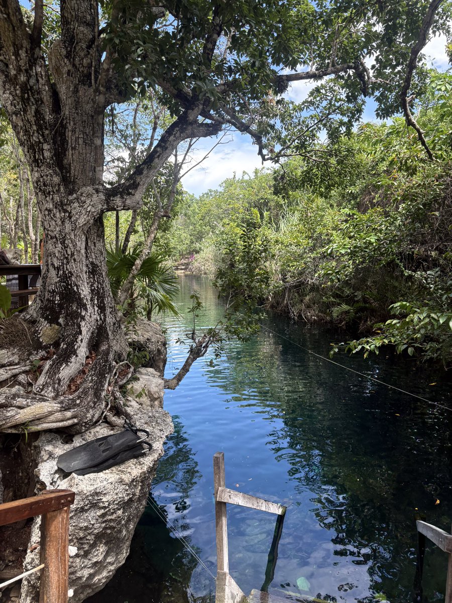 TwittPlaya's tweet photo. 💦🌿 Un cenote escondido… ¡y muy cerca del centro de Tulum! 🌴✨
A veces no hace falta irse lejos para descubrir esos rinconcitos que parecen sacados de una postal. 😍
Muy cerca del centro de Tulum se encuentra este pequeño paraíso 😉💚
#Tulum #Cenote https://t.co/ASXk1BefZC