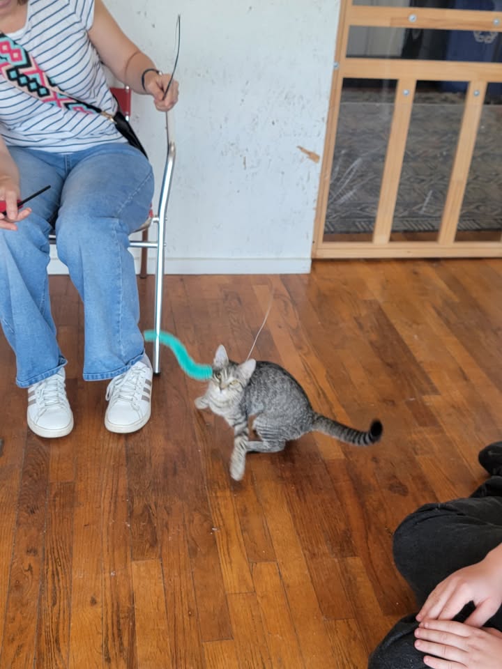 MeWowCatCafe's tweet photo. Somebody's having a good time! Nothing like those wands to get the kitties moving and happy at MeWow - come on in and make kitties happy! (and you will be happy, too π½) π½β€
#mewowcatcafe #catcafe #happycats #catlovers #cats #playtime https://t.co/vL39nFs7JN