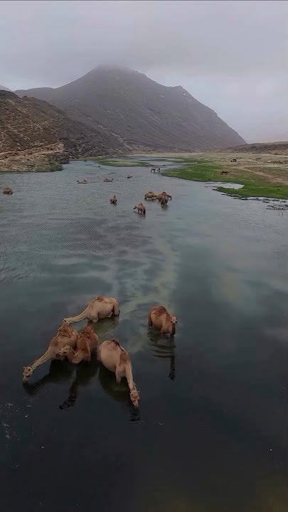 To94q's tweet photo. المغسيل ما هي أرض للاستغلال… المغسيل جزء من هويتنا وجمال ظفار. 🌿

نحن مع التطوير والتنمية، لكن ليس على حساب الطبيعة ولا على حساب جمال المكان.
لا نريد شركات تأتي اليوم وتترك لنا غدًا آثارًا يصعب إصلاحها.

المغسيل أمانة، وحمايتها مسؤولية كل واحد منا . 

#المغسيل_ليست_للتنقيب https://t.co/vLm4S2TABm