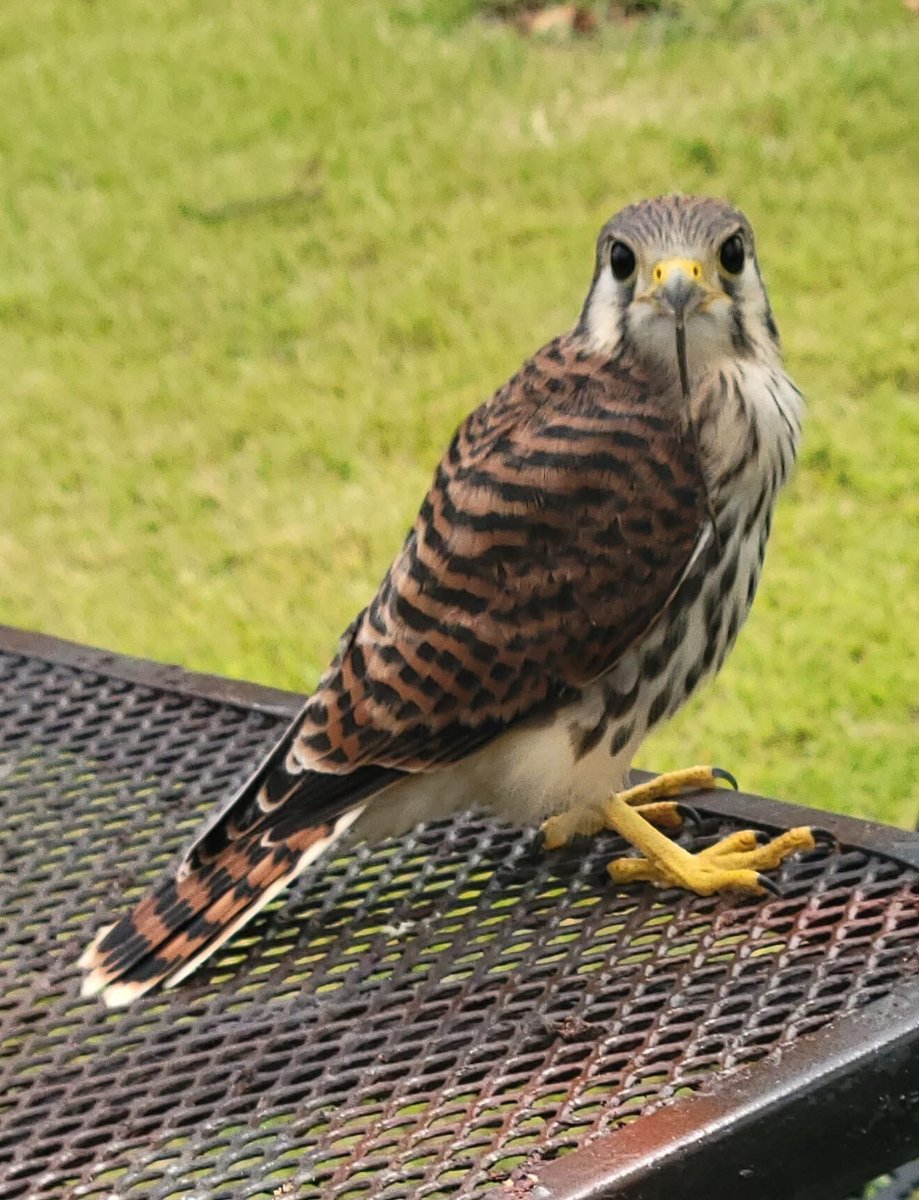 MareaEcologista's tweet photo. #StopMoncayo #StopEcocidio Estamos vigilantes y en apoyo a la comunidad Quebrada Vueltas. Foto del falcón peregrino por Jimmy Cerezo, en Aguadilla. https://t.co/BeFrfhx5BD