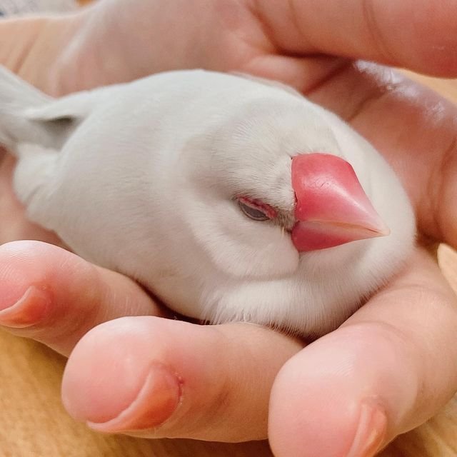 tired_ibis's tweet photo. i want one billion java sparrows in my mouth . https://t.co/jlhsGZBd0j