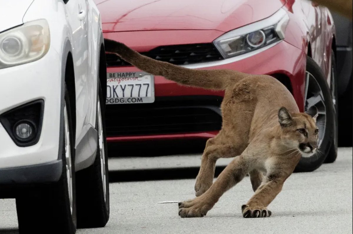 demianbulwa's tweet photo. Incredible photos of the San Francisco mountain lion — now tranquilized and removed — by @manuelorbegozo 

Story by @aidinvaziri and @stjbs https://t.co/PdrP1hCq2W https://t.co/u38avijS1x