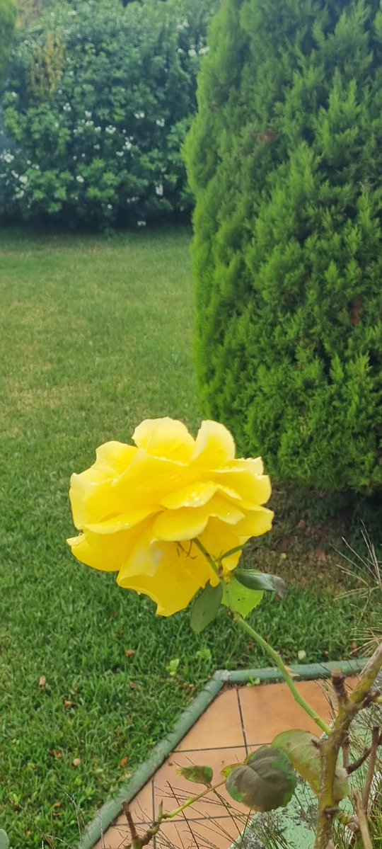 Cervatilla12's tweet photo. La piel de mis amigas es color amarillo, rojo, blanco, gris, jaspeado, rosa ... y se visten como les da la gana y todas viven felices al pie de mi ventana,  porque las amo. No hay jamás conflicto...si a caso alguna araña... https://t.co/PNG6o1vyeN