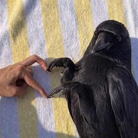 siilen1103's tweet photo. 🐦‍⬛🖤 https://t.co/gkIUM8cBOy