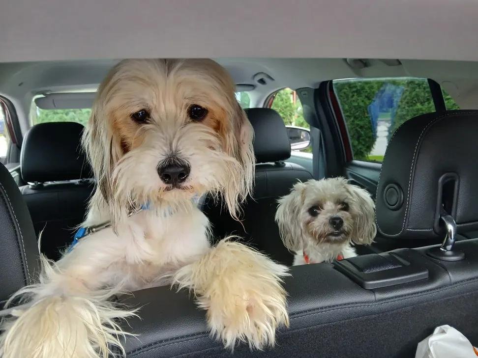 saniyafatma1278's tweet photo. Four months and six days after tragically losing my soul dog and wondering if I could ever risk loving a dog again, I adopted this bonded pair who were found together as strays roaming the streets.  My ❤️ is full. https://t.co/fVpezSbFWu