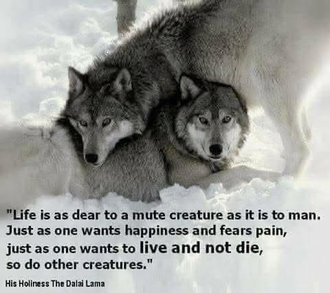 tiger26931's tweet photo. We are all the same so why do you treat others different …..we all have beating hearts
One wants happiness and fears pain
One wants to live not die
#BEWOLVESVOICE
STAND FOR WOLVES https://t.co/pfRilS8LCC
