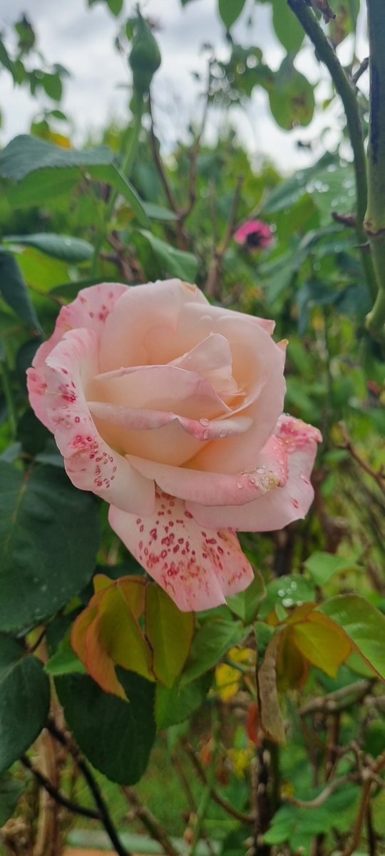 Cervatilla12's tweet photo. Esta amiga es hermana gemela de la que verás más  tarde. Nadie les dice como vestirse o pintarse. A estas  reinas se las respeta porque además  de hermosas también son nobles y sobre todo rosas. No dañan el jardín,  lo embellecen y le dan VIDA. https://t.co/1FcOLjiTeg