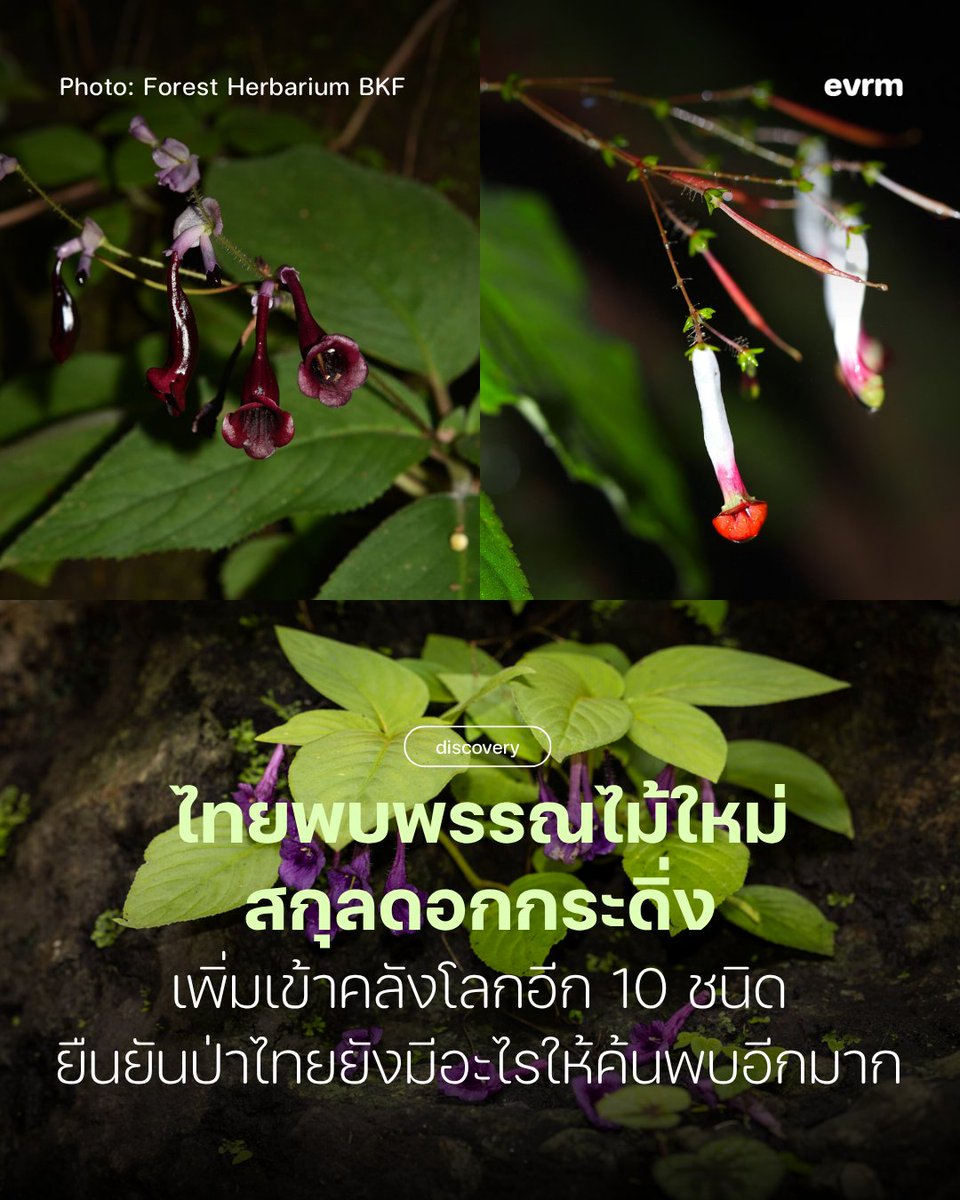 environmanth's tweet photo. ◉ DISCOVERY: 10 ชนิดใหม่! ไทยพบพืชสกุลดอกกระดิ่งพันธุ์ใหม่ของโลก สะท้อนธรรมชาติที่อุดมสมบูรณ์แต่ยังต้องเดินหน้าปกป้องต่อไป
.
ทีมนักพฤกษศาสตร์จากมหาวิทยาลัยนเรศวร กรมอุทยานแห่งชาติ สัตว์ป่า และพันธุ์พืช องค์การสวนพฤกษศาสตร์ สวนพฤกษศาสตร์เอดินบะระ และหน่วยงานพันธมิตร ร่วมกันประกาศการค้นพบพืชชนิดใหม่ของโลกในสกุลดอกกระดิ่งจำนวน 10 ชนิด โดยตีพิมพ์ไว้อย่างเป็นทางการในวารสารวิชาการนานาชาติ Thai Forest Bulletin (Botany) ฉบับที่ 54(2) เมื่อวันที่ 19 ส.ค. ที่ผ่านมา
.
พืชสกุลดอกกระดิ่ง (Didymocarpus) มีชนิดพันธุ์ประมาณ 100 ชนิด กระจายตัวอยู่ตามอินเดีย เทือกเขาหิมาลัยทางตอนใต้ จีนตอนใต้ เอเชียตะวันออกเฉียงใต้ภาคพื้นทวีป คาบสมุทรมลายู ไปจนถึงเกาะสุมาตรา
.
ก่อนหน้านี้ไทยพบพืชสกุลนี้แล้วกว่า 20 ชนิด ปัจจุบันไทยจึงครองพืชสกุลดอกกระดิ่งรวมทั้งหมด 35 ชนิด โดยพืชสกุลดอกกระดิ่งที่พบใหม่ทั้ง 10 ชนิด ได้แก่
✱ กระดิ่งดอยตุง - ดอยตุง จ.เชียงราย
✱ กระดิ่งเหลืองเวียงชัย - เขาหินปูน อ.เวียงชัย จ.เชียงราย
✱ ม่วงสามหมอก - อุทยานแห่งชาติน้ำตกแม่สุรินทร์ อ.เมือง จ.แม่ฮ่องสอน
✱ ม่วงศรีเขียวบาง หรือม่วงยอดโดม - เขตรักษาพันธุ์สัตว์ป่ายอดโดม อ.บุณฑริก จ.อุบลราชธานี
✱ กระดิ่งแดงผาสีดา - อุทยานแห่งชาติภูลังกา อ.บ้านแพง จ.นครพนม
✱ กระดิ่งขาวลำโขง หรือกระดิ่งดอกขาวภูลังกา - อุทยานแห่งชาติภูลังกา อ.บ้านแพง จ.นครพนม
✱ กระดิ่งขาวขุนพะวอ - อุทยานแห่งชาติขุนพะวอ อ.แม่ระมาด จ.ตาก
✱ ข้าวก่ำภูวัว - เขตรักษาพันธุ์สัตว์ป่าภูวัว จ.บึงกาฬ
✱ ม่วงจันทร์หอมหวล - เขตรักษาพันธุ์สัตว์ป่าอุ้มผาง อ.อุ้มผาง จ.ตาก
✱ ม่วงศรีอนุสาร - อุทยานแห่งชาติขุนพะวอ อ.แม่ระมาด จ.ตาก
.
จากการประเมินสถานะอนุรักษ์ชั่วคราวตามเกณฑ์ของ IUCN พบว่า กระดิ่งเหลืองเวียงชัยและข้าวก่ำภูวัวมีแนวโน้ม #ใกล้สูญพันธุ์ ด้านกระดิ่งเหลืองเวียงชัยเป็นเพราะแหล่งที่พบไม่ได้อยู่ในพื้นที่คุ้มครอง จึงเสี่ยงต่อการรบกวนและการพัฒนาพื้นที่ ขณะที่ข้าวก่ำภูวัวที่แม้จะอยู่ในพื้นที่คุ้มครอง แต่ก็พบว่ามีต้นที่โตเต็มวัยอยู่เพียงประมาณ 500 ต้น นอกจากนี้ ยังมีกระดิ่งดอยตุงที่อยู่ในสถานะ #ใกล้สูญพันธุ์อย่างยิ่ง  เพราะในพื้นที่ที่พบครั้งแรกมีต้นที่โตเต็มวัยแค่ประมาณ 50 ต้น อีกทั้งแหล่งที่พบนั้นไม่ใช่พื้นที่คุ้มครอง ความเสี่ยงจึงเพิ่มขึ้น
.
การค้นพบพืชชนิดใหม่ครั้งนี้ไม่ได้เป็นเพียงข่าวดีของวงการพฤกษศาสตร์ แต่ยังเป็นข่าวดีของไทยที่ยังคงความหลากหลายทางชีวภาพไว้ได้ ซึ่งควรค่าแก่การอนุรักษ์อย่างยิ่ง เพื่อประโยชน์ของทั้งวงการศึกษาและสิ่งมีชีวิตที่พึ่งพาความหลากหลายนี้เพื่ออยู่รอดต่อไป
.
อ้างอิง
https://t.co/T8bX7hBZWa
https://t.co/5kTCwyiNAG
