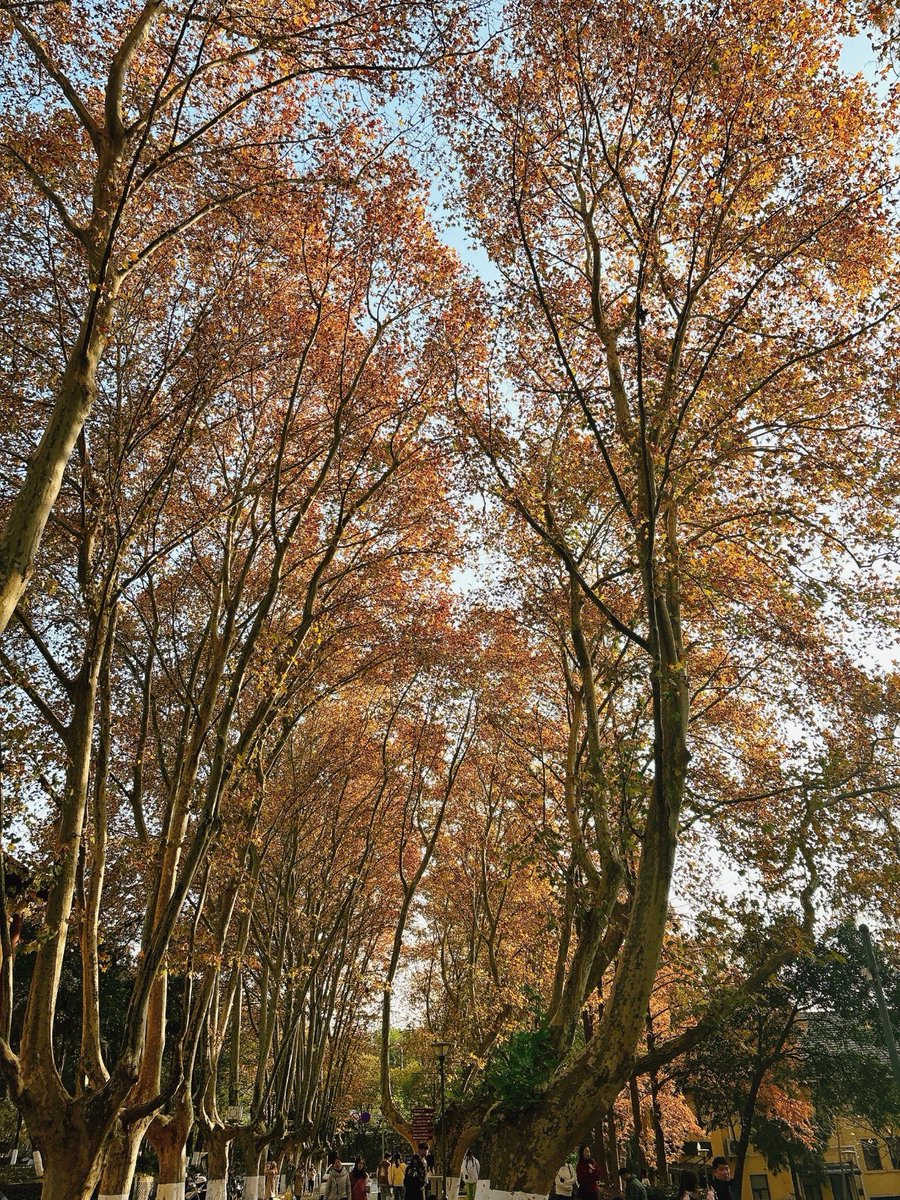 doe07025's tweet photo. Fresh autumn breeze and golden leaves , the perfect day for a walk with a warm latte in hand. https://t.co/SkXba9duZI