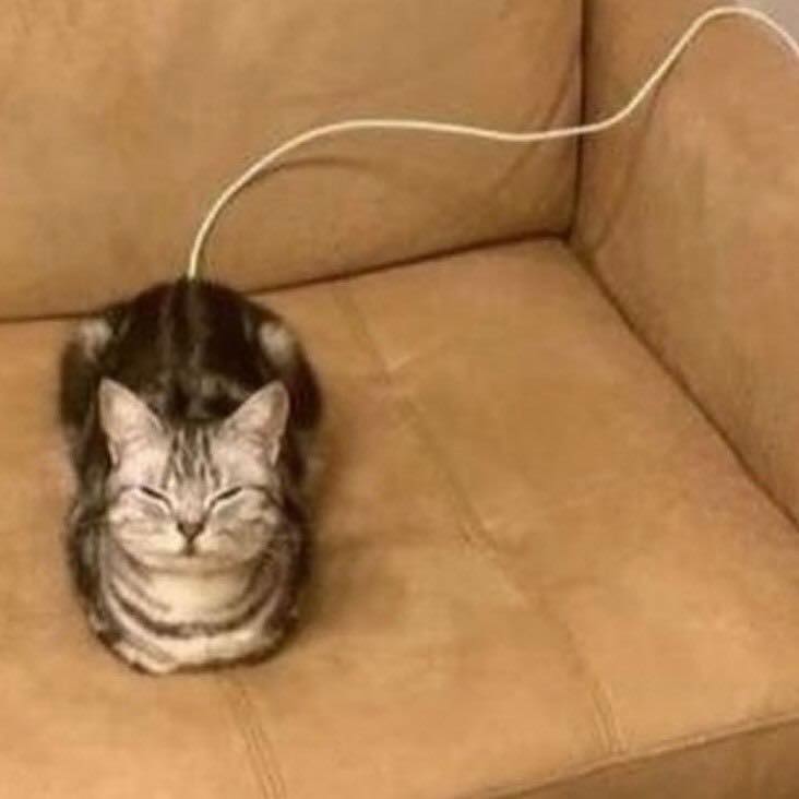 PunchingCat's tweet photo. https://t.co/QzDztv1am6