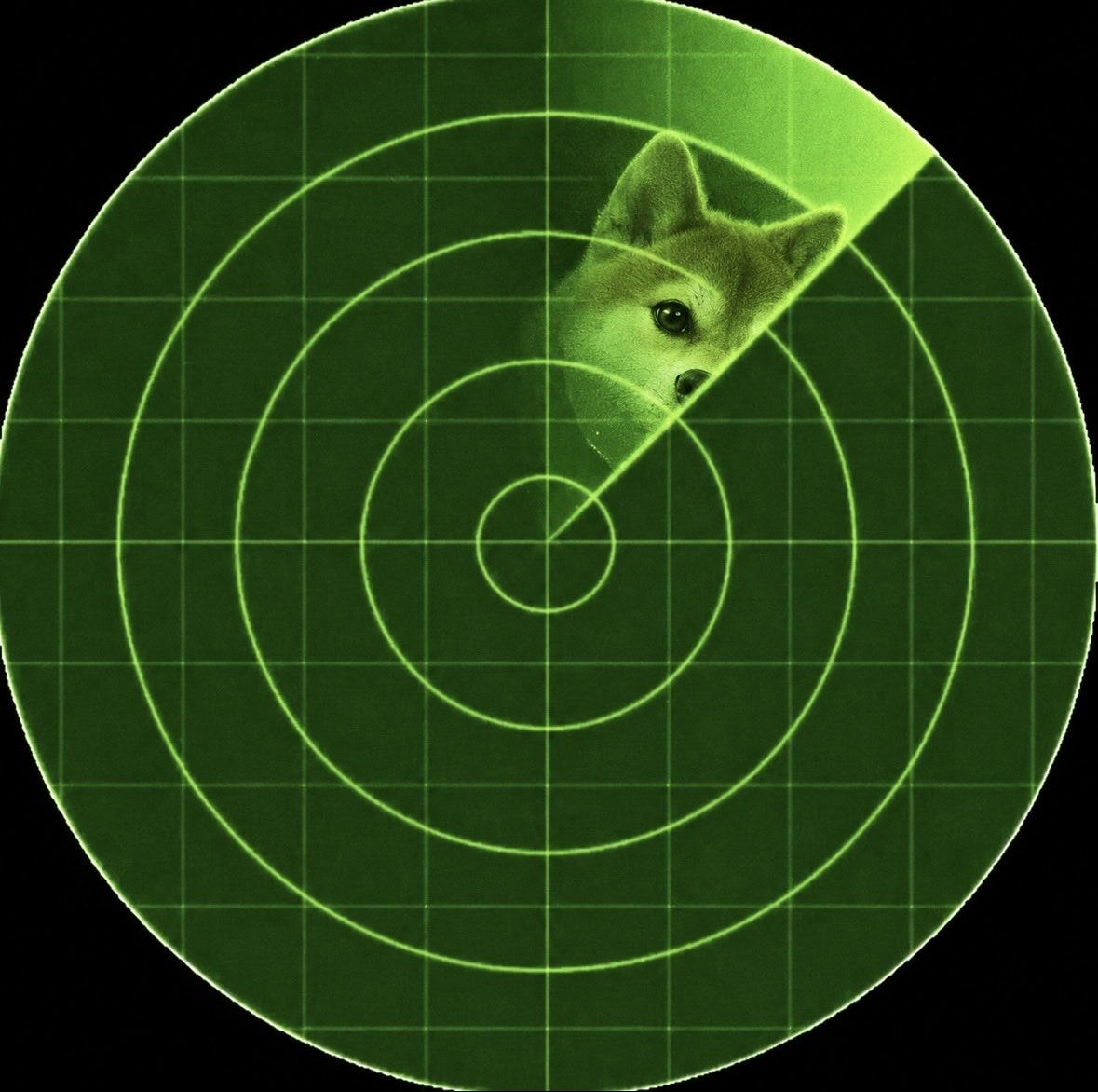 DawgInuSol's tweet photo. Scanning for any dawgs in the trenches… $DawgInu https://t.co/akBvCSiTi1