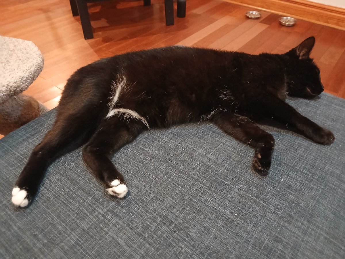 _emKamm's tweet photo. I respect those high class cats in tuxedos but I love that my guy just keeps it casual with socks and a g-string https://t.co/hMKpke4MWg