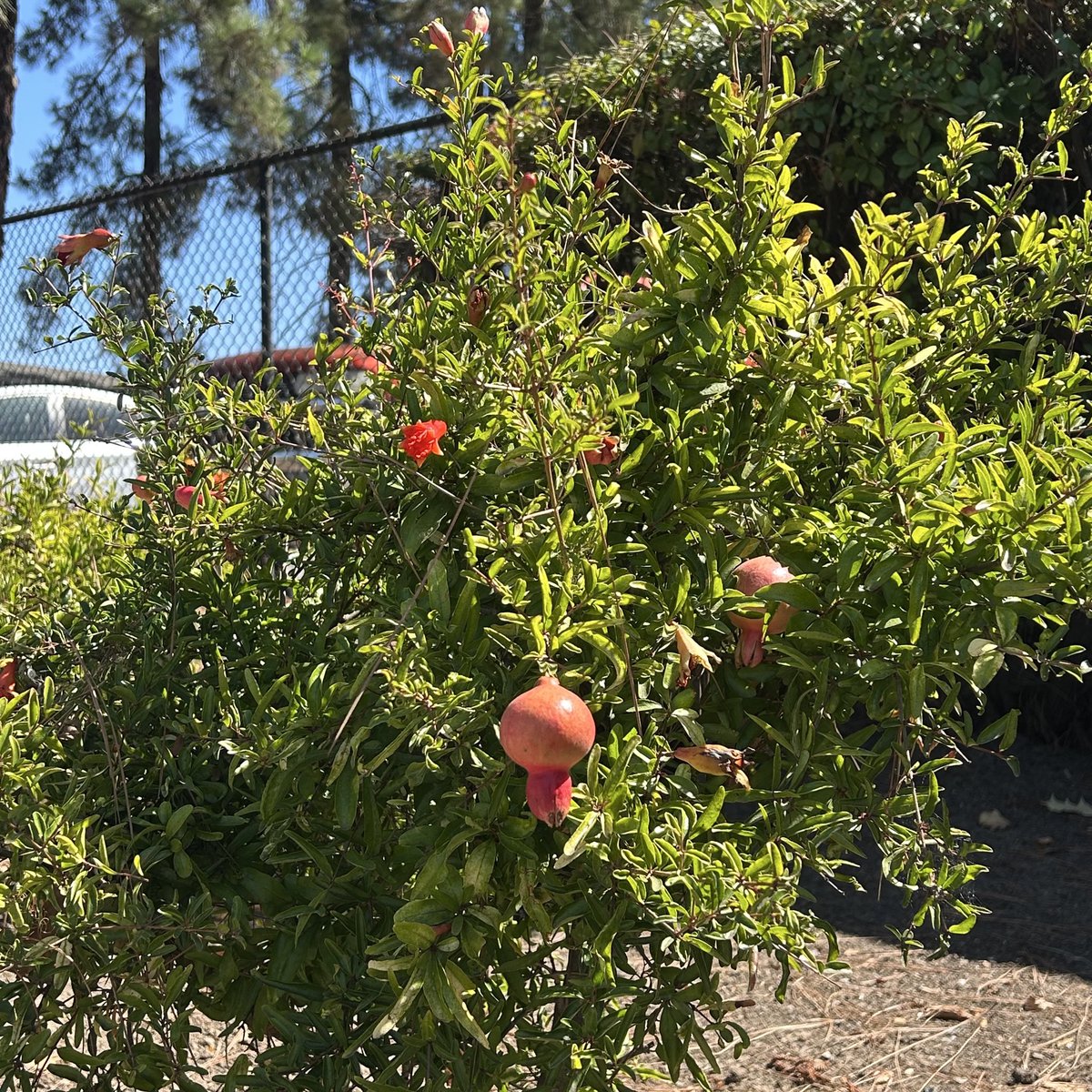 sweettJewels's tweet photo. Wish they would leave the fruit trees alone! Meanwhile the meaningless bushes in the back all cut and big. Doesn’t make any sense to me smh. https://t.co/HRURHi1SSx