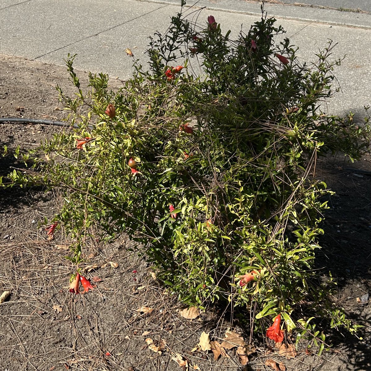sweettJewels's tweet photo. Wish they would leave the fruit trees alone! Meanwhile the meaningless bushes in the back all cut and big. Doesn’t make any sense to me smh. https://t.co/HRURHi1SSx