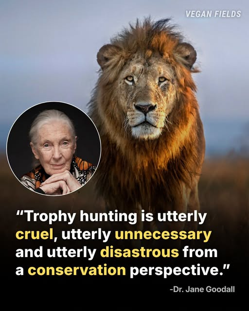 tiger26931's tweet photo. A lion belongs on the African plains. Not on a wall.
Animals do not need to be killed for us to appreciate their beauty. We can photograph them. We can study them. We can protect their habitats. We can support communities living alongside wildlife. https://t.co/vJrssdE9Ah