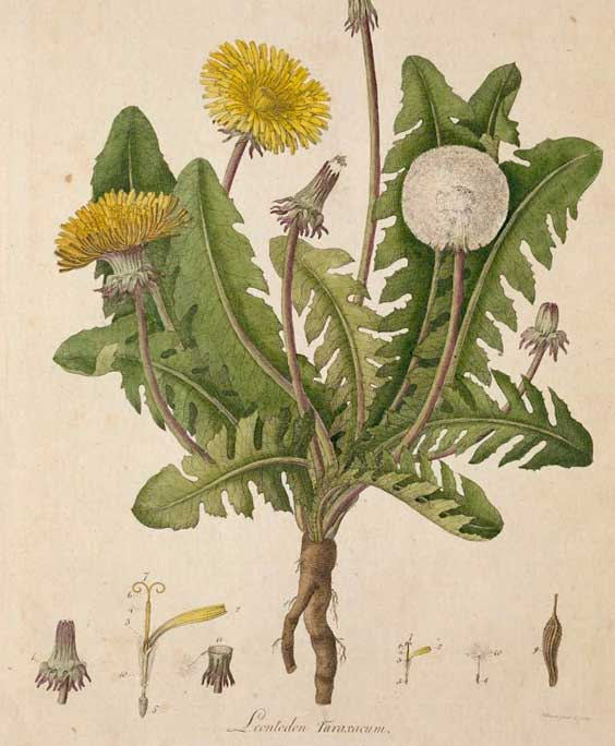 LxngevityLab's tweet photo. A weed growing in your backyard wiped out up to 95% of certain cancer cells within 48 hours.

Scientists at the University of Windsor have studied dandelion root for years.

Here's what the research shows:

1. It switches cell suicide back on

Healthy cells self-destruct when they turn faulty through a process called apoptosis, and cancer cells survive by shutting it off.

Dandelion root flips on caspase enzymes that restart it, so the cancer cell tears itself apart.

2. It attacks the cell's power plants

The extract ruptures the mitochondria (the energy factories inside your cells), which makes the cancer cell collapse from the inside out.

3. It overwhelms them with stress

Cancer cells already run hotter and more chaotic than healthy ones, and the extract piles on oxidative stress they can't handle. That extra fragility is why it hit cancer cells harder while mostly sparing healthy ones.

4. It calms the inflammation that feeds tumors

Dandelion root is loaded with polyphenols, flavonoids and taraxasterol (plant compounds that lower chronic inflammation), and chronic inflammation is one of the main fuels for tumor growth.

Some studies also suggest it helps the immune system spot abnormal cells.

The effect showed up across the board

In lab studies it killed leukemia, pancreatic, colon and melanoma cells, and the results carried over into mice too.

> Now the part most posts skip

These results came from petri dishes and mice, not people.

The lab extract is about 5x stronger than anything sold over the counter, so dandelion tea or an Amazon supplement is not the same thing.

There are no large human trials confirming it yet.