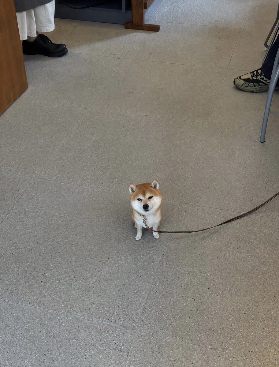 cinuarc's tweet photo. Circle inu https://t.co/BTpjNj0TC2