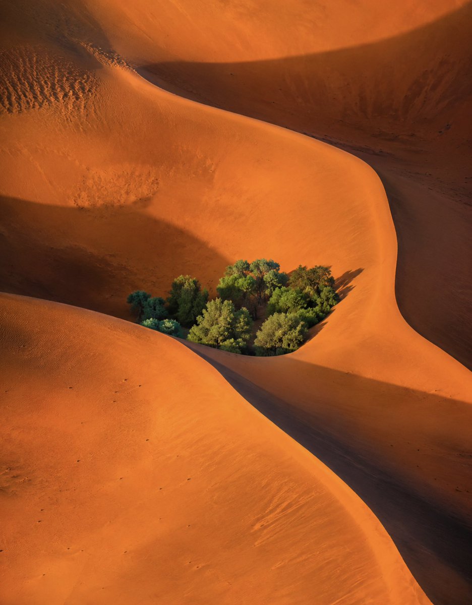 aseelswaid9's tweet photo. The combination of desert, sea, tree and architecture

©️ Aseel Swaid https://t.co/hQEglesgy7