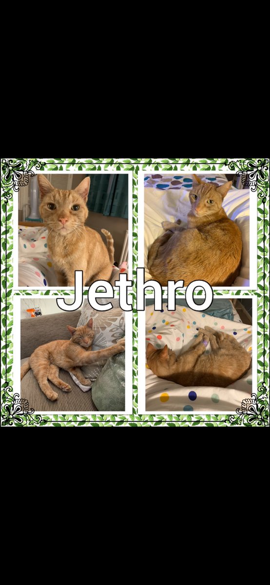 Hamesquish's tweet photo. These are my big brothers I’ve never met but mum says I am healing her heart from. They were Mum’s 1st cats with my dad, I remind mum of bit of both of them. Dextie for cuddles and Jethie for hunting. #rainbowbridge #cats #gingercat #healing https://t.co/iEk278FPXA