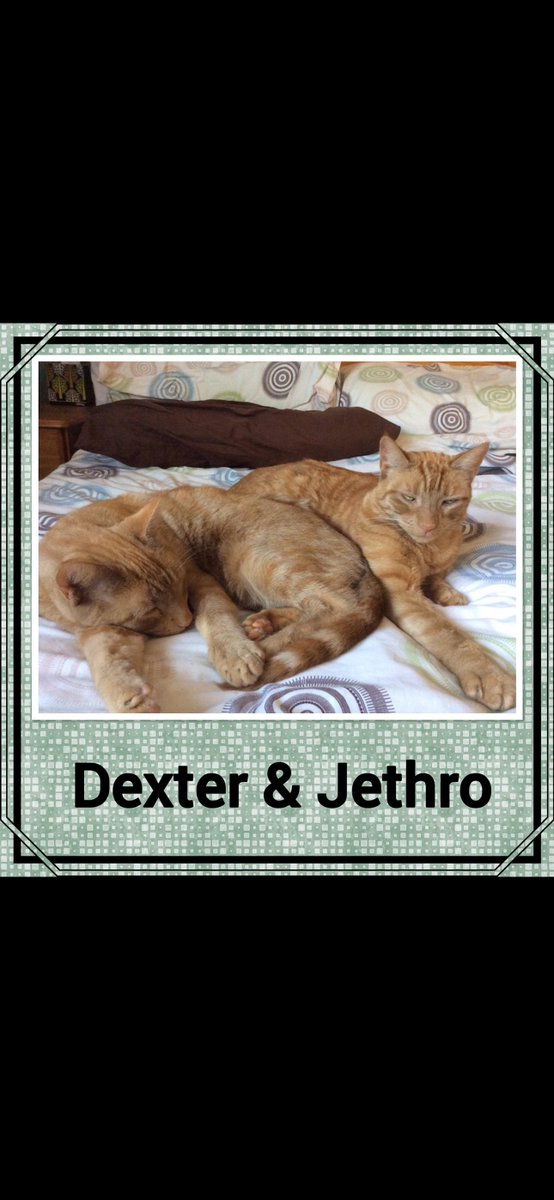 Hamesquish's tweet photo. These are my big brothers I’ve never met but mum says I am healing her heart from. They were Mum’s 1st cats with my dad, I remind mum of bit of both of them. Dextie for cuddles and Jethie for hunting. #rainbowbridge #cats #gingercat #healing https://t.co/iEk278FPXA