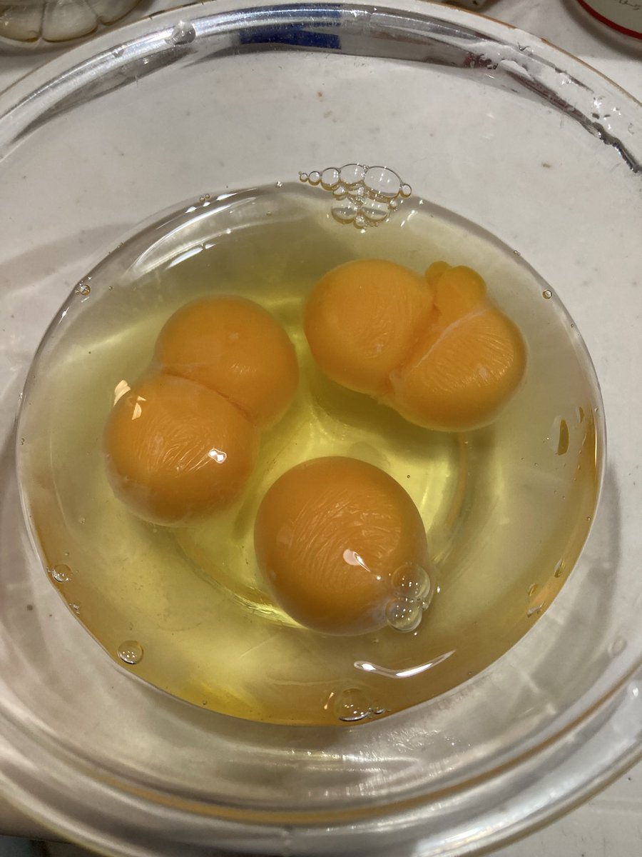guchirittar's tweet photo. おはおはおはよー!
お弁当のために卵焼き焼こうと卵3つ割ったら、
え！？えーーー！？ https://t.co/6QXcf3ewX1