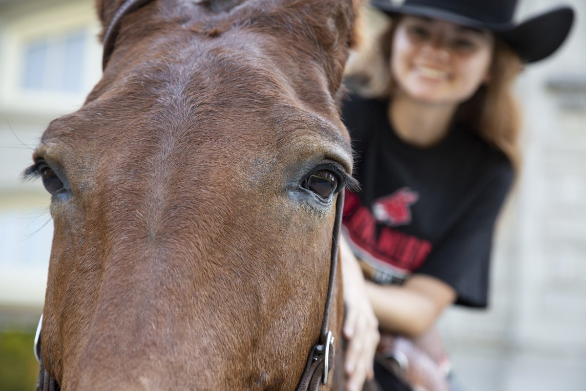 Close-up view of a brown mule's eyes and face with a blurred, smiling rider in a cowboy hat behind it.
