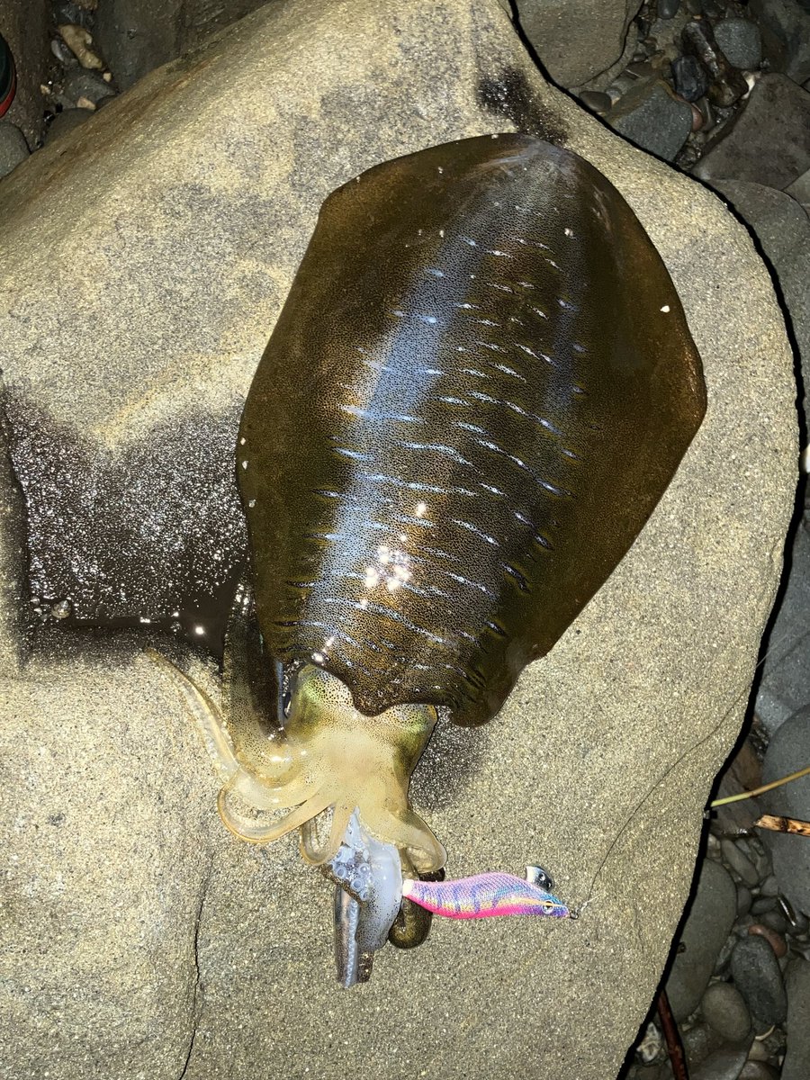MasaakyMasa's tweet photo. 先日のアオリイカ。
新子に紛れてキロイカ🦑 https://t.co/8ijSqg90Ht