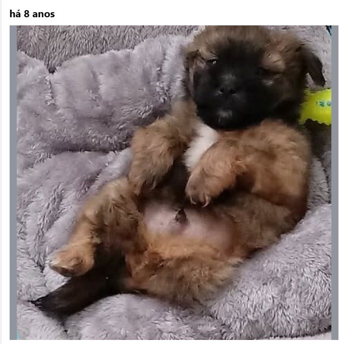 debilmetal77's tweet photo. bilbo bebe, eu amo esse cachorro besta pqp https://t.co/8xqJRcQVpk