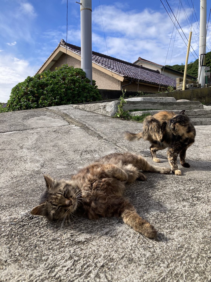 kuronekotashiro's tweet photo. こんにちは。今朝の #田代島 は晴れ。現在は、だんだんと雲が多くなってきました。
画像は今朝の様子。久しぶりにグッタが来てくれて、ホッとしました🐈‍⬛

#猫島 #tashirojima #catisland #CatsOnX #cat #田代島クロネコ堂 #CatsOfX #cats https://t.co/91TrEJvSRK
