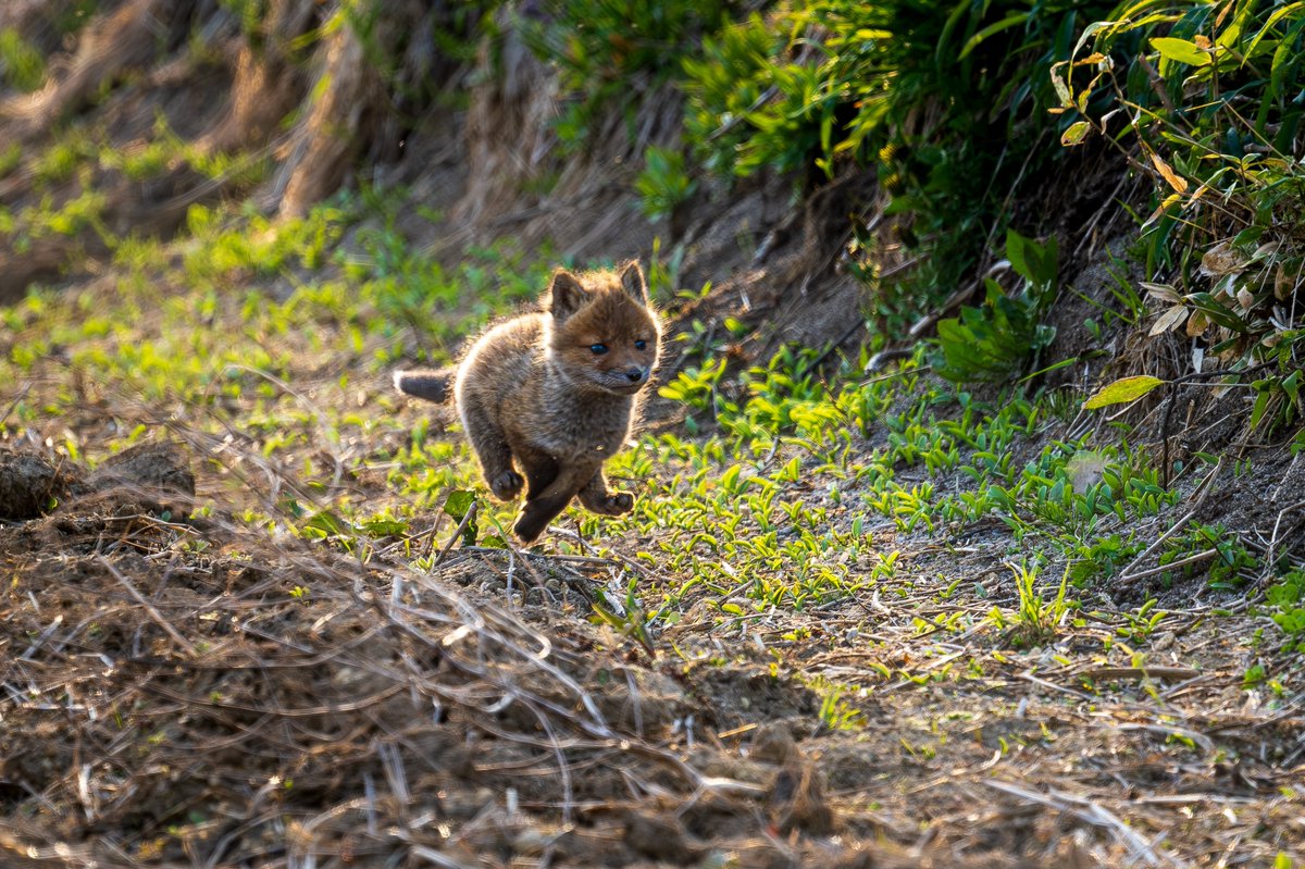 TAK17246558's tweet photo. 猛ダッシュでお母さんのところへ走る子ギツネ
#北海道 #キタキツネ #tokyocameraclub https://t.co/8MkWruDUr2