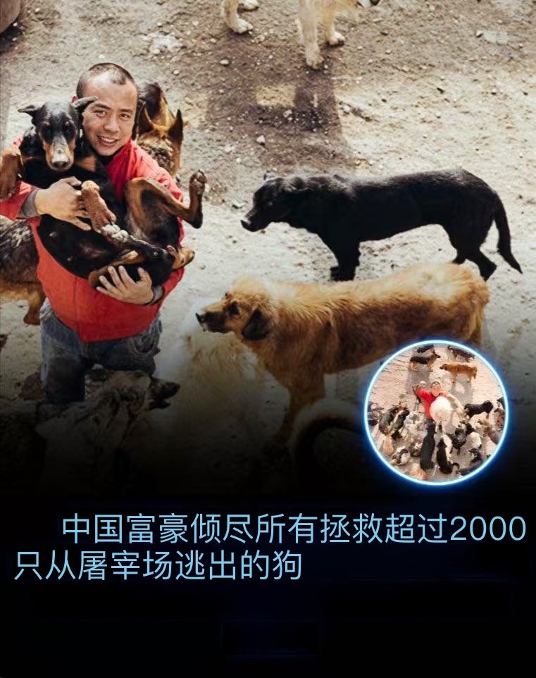 xYsfknBXPT6M0jo's tweet photo. 一位前中国百万富翁王岩，放弃了他的全部财富，去拯救那些无人肯为它们辩护、免遭残酷肉食贸易的狗狗。

当许多人视而不见时，这位富有同情心的男人将自己的生命和财富投入到拯救数千条狗狗免于屠宰的行动中。

他奔波于整个地区的市场，购买那些距离死亡仅一步之遥的狗狗。许多狗狗到达时惊恐万状、伤痕累累或骨瘦如柴，但他从未抛弃过任何一个。

多年来，王岩救下了超过2000条狗狗，建立了几个庇护所，在那里它们获得营养、住所、医疗护理和关爱——往往是它们第一次感受到爱与安全。

他说他不在乎财富或名声。他唯一的目标是确保没有狗狗孤独而无爱地死去。对于数千只曾经绝望的动物来说，他成为了它们的奇迹。

像他这样的故事提醒我们，一个人可以改变世界，不是因为富有，而是因为每天选择善良。