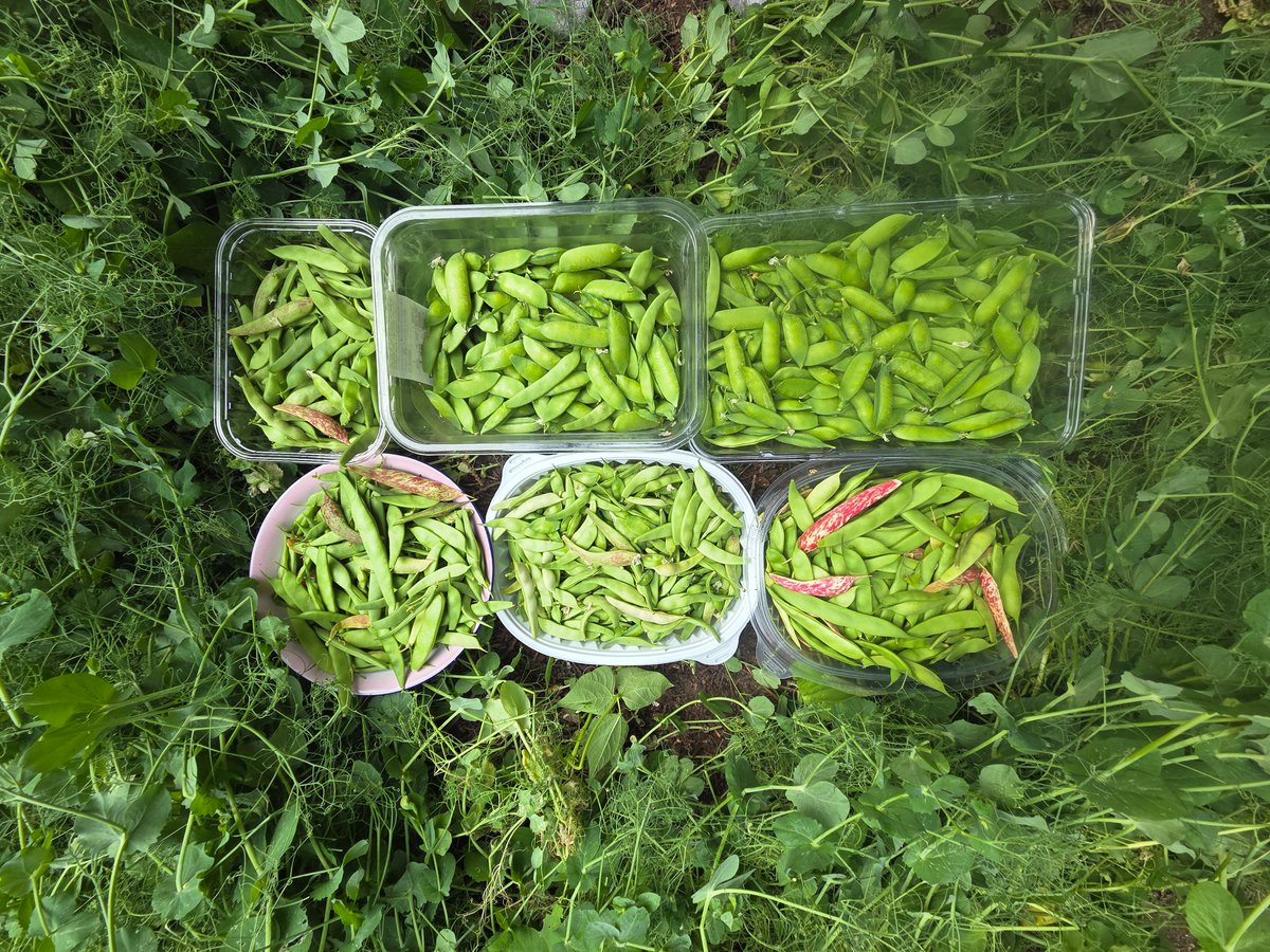 ERGardenerChef's tweet photo. It's weekend! So, I have to cook extra since, Albert (@albert_riopel) & I (@EarlaRiopel) will be at our Point Roberts, WA USA 🇺🇸 for the weekend doing yardwork, including gardening for me & shed/workshop for Albert. 

I think he's going to finish the roof shingles this time, and put more shelves for his Amateur Radio 📻 hobby!

Anyway, here's what I cooked tonight: 

1) 🍲Porkchops🥩 with mushroom soup & veggies, & rice 🍚as side dish. 

2) 🍛Cod fish 🐟 with mushroom soup & veggies, & rice as side dish.

Instructions: 

1) For Porkchops 🥩.

- Fry porkchops in an olive oil, until it's 80% fully-cooked.

- Then, add other herbs 🌿 & spices (parsley, oregano, black, salt, pepper, onion & garlic powdered).

- Add few spoons of soya sauce to taste.

- Then add cut-up mixed veggies. 

- Then, pour a tin of mushroom soup. Mix it with the rest of the ingredients.

- Taste it, add salt or pepper or both, if needed. 

- Serve the Porkchops & mixed veggies with rice or pasta or mashed potatoes as side dish.

2) For Cod Fish 🐟. 

-Fry Cod Fish with olive oil until it's 80% fully-cooked. Then, put aside the fish on a platter or plate.

- Then, cut some fresh garlic, onions, peper, and other fresh herbs 🌿 like parsley. 
Or
- Add sprinkles of oregano, black pepper, salt, garlic & onion powdered.

- A few drops of soya sauce to taste. 

- Cut some mixed veggies. You can use any fresh & frozen veggies you like. 

- Pour a tin of mushroom soup or coconut milk.

- Once the veggies are 80% fully-cooked, add the cod fish on top of the veggies. 

- Try not to stir the cod fish with the veggies, it can get mashed if you're not careful. 

- Better to put the cod on top of the mixed veggies, cook it for another 15 minutes; let the cod simmer. Make sure to turn it over, so both sides are equally cooked.

- Taste it, add salt or soya sauce or pepper or both, if needed.

Serve Cod with Mixed Veggies with rice 🍚,  mashed potatoes, or boiled pasta. 

Enjoy!

Fun fact: 

I used some fresh veggies harvested from our gardens in Lantzville 🇨🇦property & frozen ones, harvested from our Point Roberts 🇺🇲 property. 

Also, my eldest daughter brought home some zucchinis last night from her boyfriend's  place; grown by his mom, so I added that too. Thanks.🙂

I have a few photos 📸 for you. 

Until next cooking.